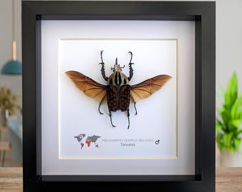 Puede incluir: Un espécimen de insecto enmarcado de un escarabajo Mecynorhina oberthuri decorata de Tanzania. El escarabajo es marrón, negro y verde con las alas extendidas. El marco es negro con un fondo blanco.