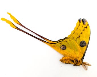 Argema mitrei | Comet moth | male/female | Madagascar | Papered item