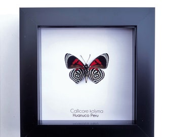 Callicore Kolyma, from Peru, front side, frame 4" x 4"