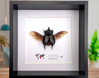 希少なウールリーリーフコガネムシの額入り標本 - Sparrmannia flava