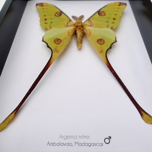 Argema mitrei male, the Comet moth, giant bright yellow moth with long tails from Madagascar, shadow box size A4 image 2