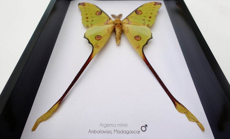 Argema mitrei male, the Comet moth, giant bright yellow moth with long tails from Madagascar, shadow box size A4 image 2