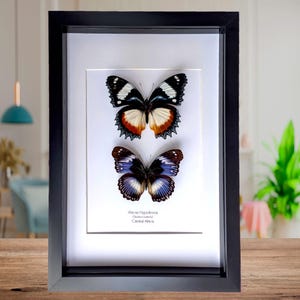 バタフライアート　アフリカ　額 African Butterfly Wing Art - Etsy
