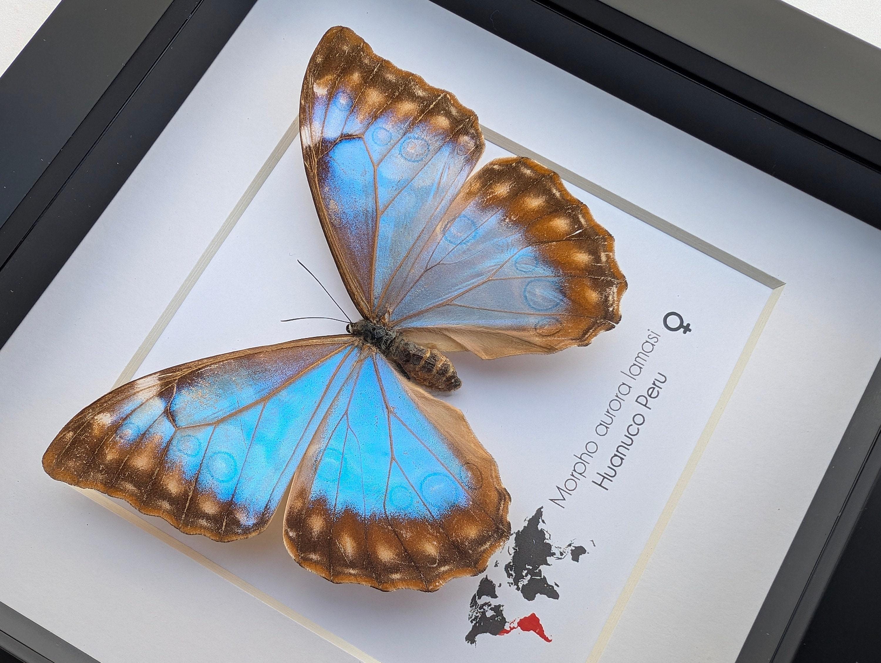 Framed Aurora Morpho Butterfly: Rare Female From Peru (6