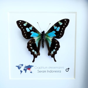 Graphium stresemanni, the tropical blue swallowtail, little blue and black butterfly from Indonesia, Frame 4 x 4 image 3
