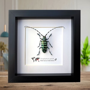 May include: A framed insect specimen of a green and black Anoplophora graafi beetle from West Java, Indonesia. The beetle is mounted on a white background with a small world map and the text "Anoplophora graafi West Java Indonesia" below it.