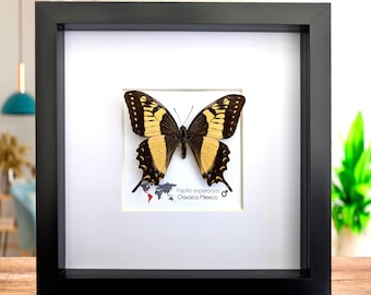 Oprawiony motyl Papilio esperanza: rzadki prezent entomologiczny z Oaxaca w Meksyku (8" x 8")