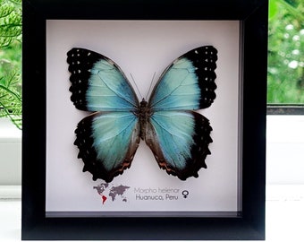 Morpho helenor guerrerensis, Helenor blue morpho or common blue morpho, large blue iridescent butterfly from Mexico, female, frame 6" x 6"