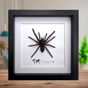 Tarantula Eurypeima spinicrus from Indonesia BIG size, frame 8&quot; X 8&quot;
