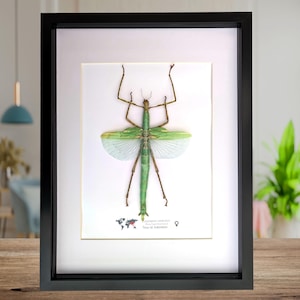 Op de afbeelding: Een ingelijst insectenexemplaar, met een groene en bruine wandelende tak met uitgespreide vleugels. Het insect is gemonteerd op een witte achtergrond in een zwart frame. Het frame wordt gepresenteerd op een houten oppervlak.