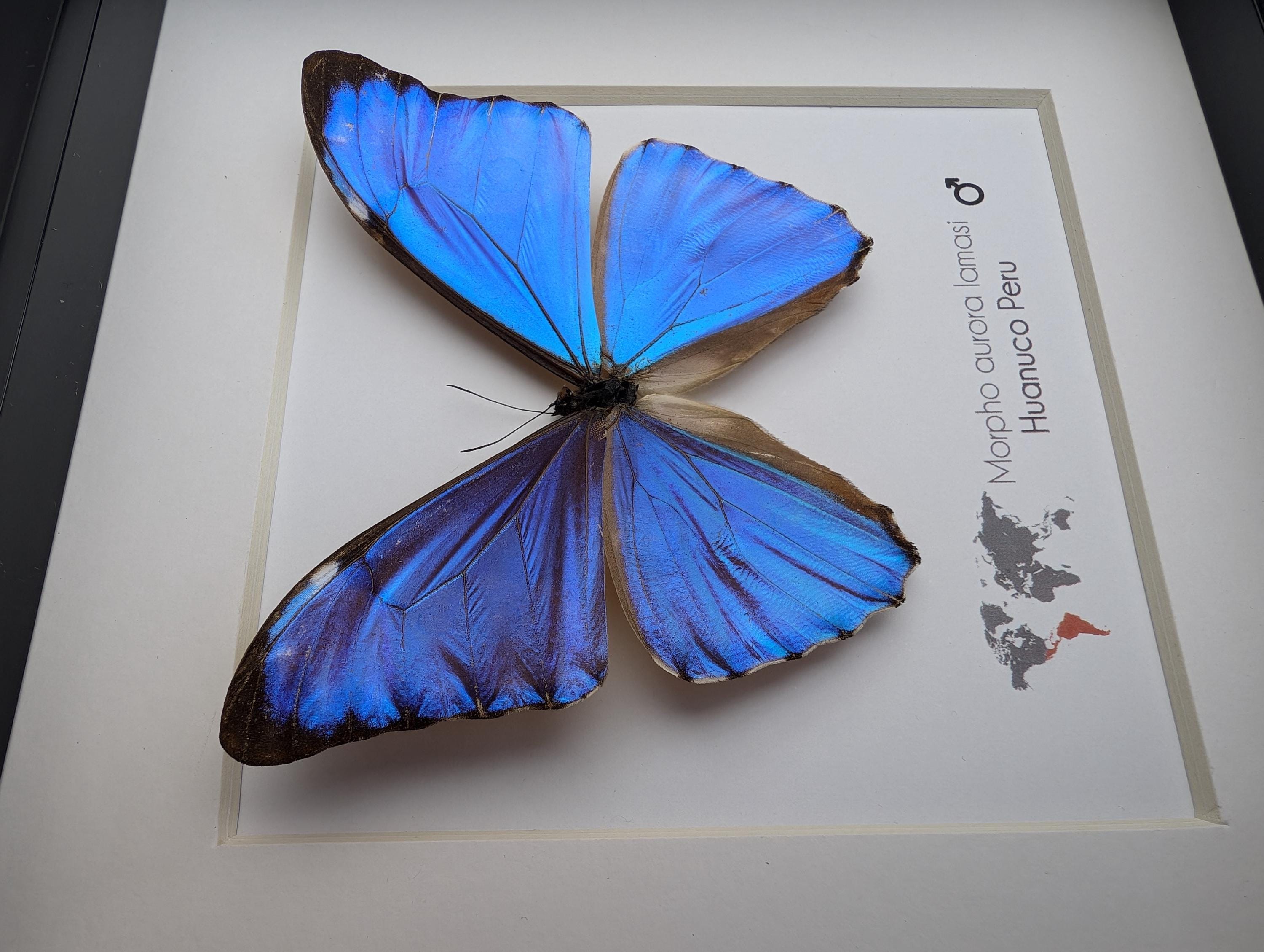 額入りオーロラモルフォ蝶、ペルー、6インチシャドーボックス - Etsy 日本