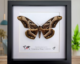 本物の青い蛾の額入り剥製 - Alcides agathyrsus - ビクトリア朝の