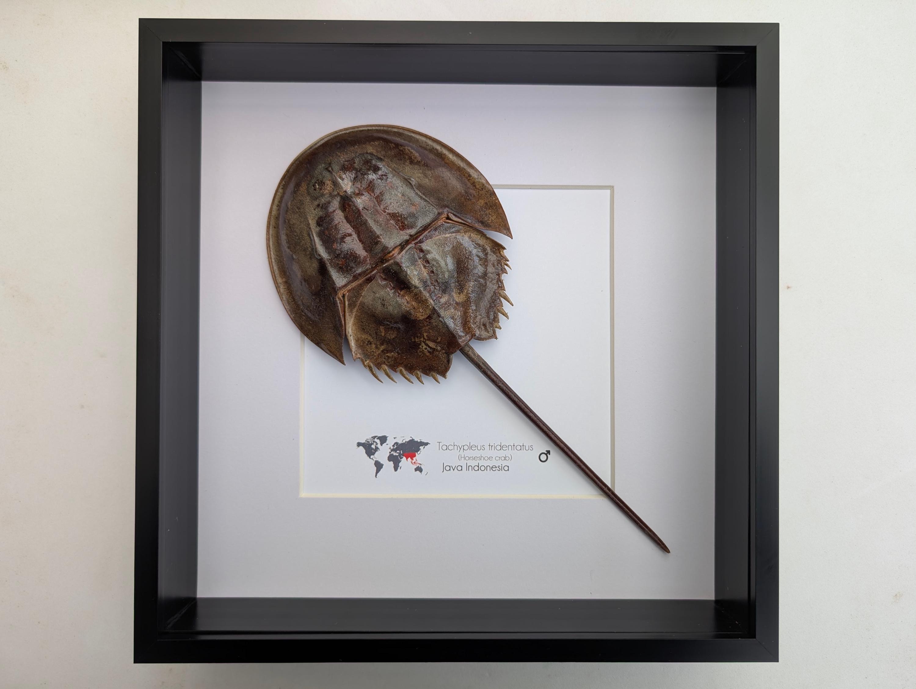 カブトガニ標本 Tachypleus tridentatus Tachypleus Tridentatus, the Three-hinged Horseshoe Crab From