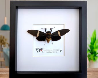 Framed formotosena motivaga cicada: ethically sourced entomology wall art