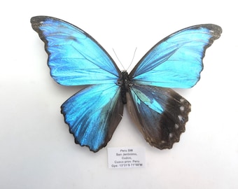 Morpho Cypris Peru (PE) - BIG Unmounted Tropical Specimen