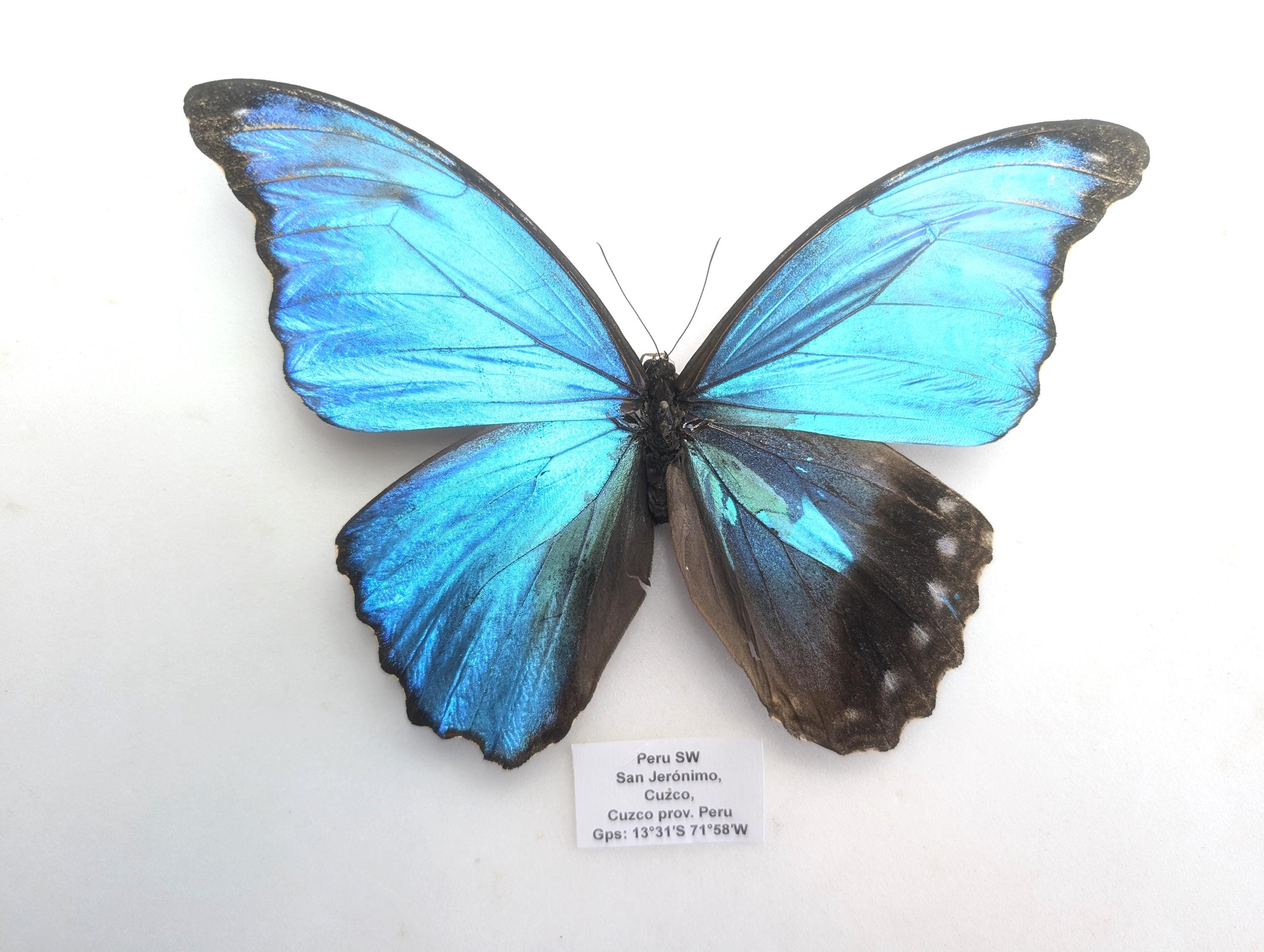 Female Morpho Didius - Etsy
