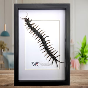 May include: Framed display featuring a preserved centipede, Scolopendra subspinipes, from Southwest Indonesia. The dark brown arthropod is centered on a white background, encased in a black frame. The text below the centipede includes the scientific name and origin.