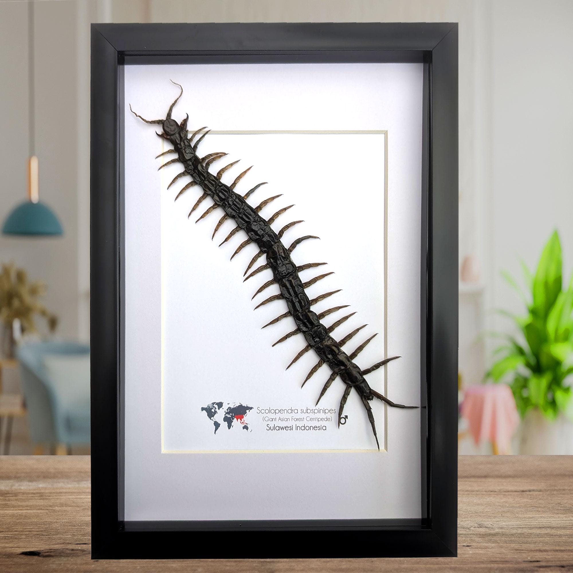 12cm 巨大化 ムカデ の 標本 剥製標本 Scolopendra subspinipes（巨大な熱帯性ムカデ）展示、額装
