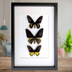 May include: A black framed display showcasing three butterflies with black wings and yellow and gold patterns. The butterflies are mounted on a white background. The frame is rectangular and rests on a wooden surface.