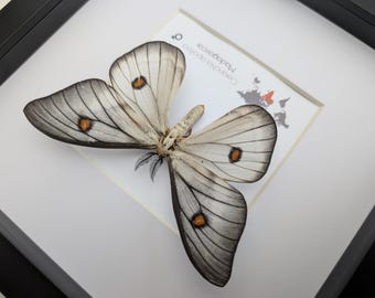 Framed Ghostly Silk Moth: Ceranchia Apollina From Madagascar (8x8