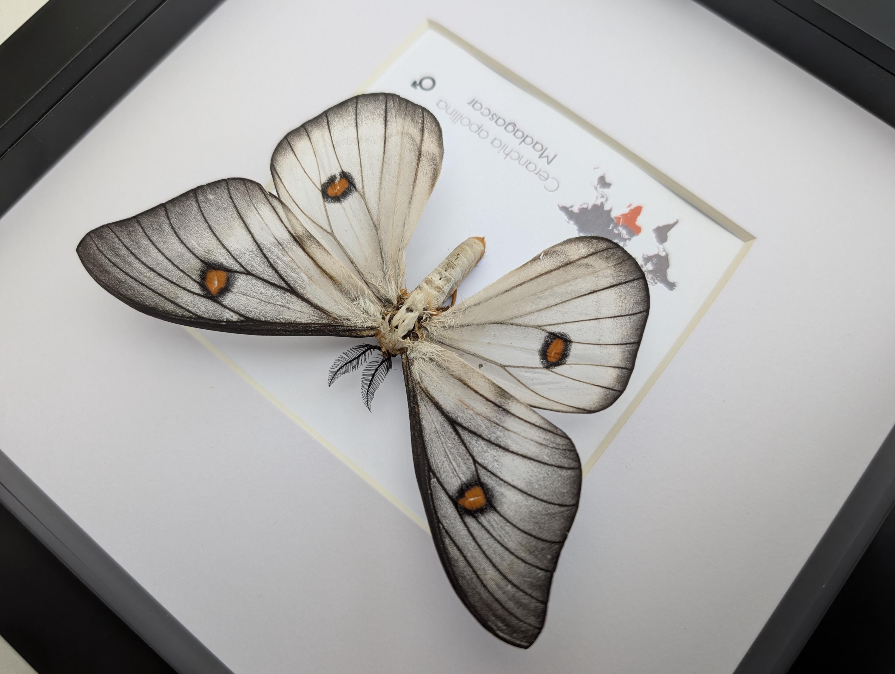標本 Ceranchia apollina1 pair 104mm 108mm Real Ghostly Silk Moths Framed Taxidermy - Ceranchia
