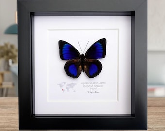 Framed hybrid butterfly: agrias beata beatifica x prepona omphale, peru