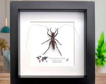 インドネシアの Paracyphocrania major - ID 巨大なナナフシの黄色い羽