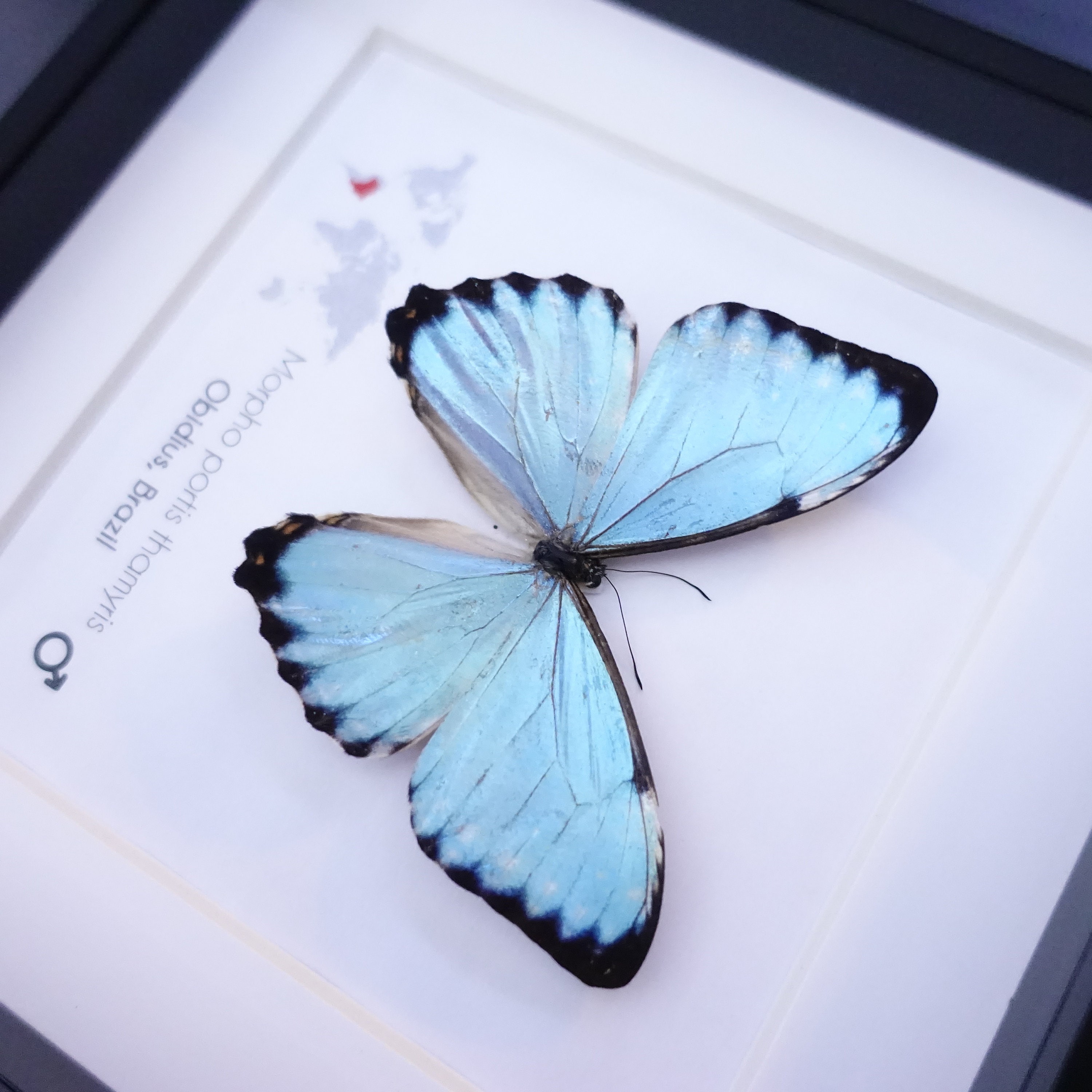 Morpho Portis, Opalescent Blue Morpho, Iridescent Butterfly