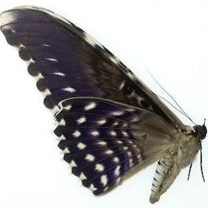 Ceranchia Apollina - Etsy