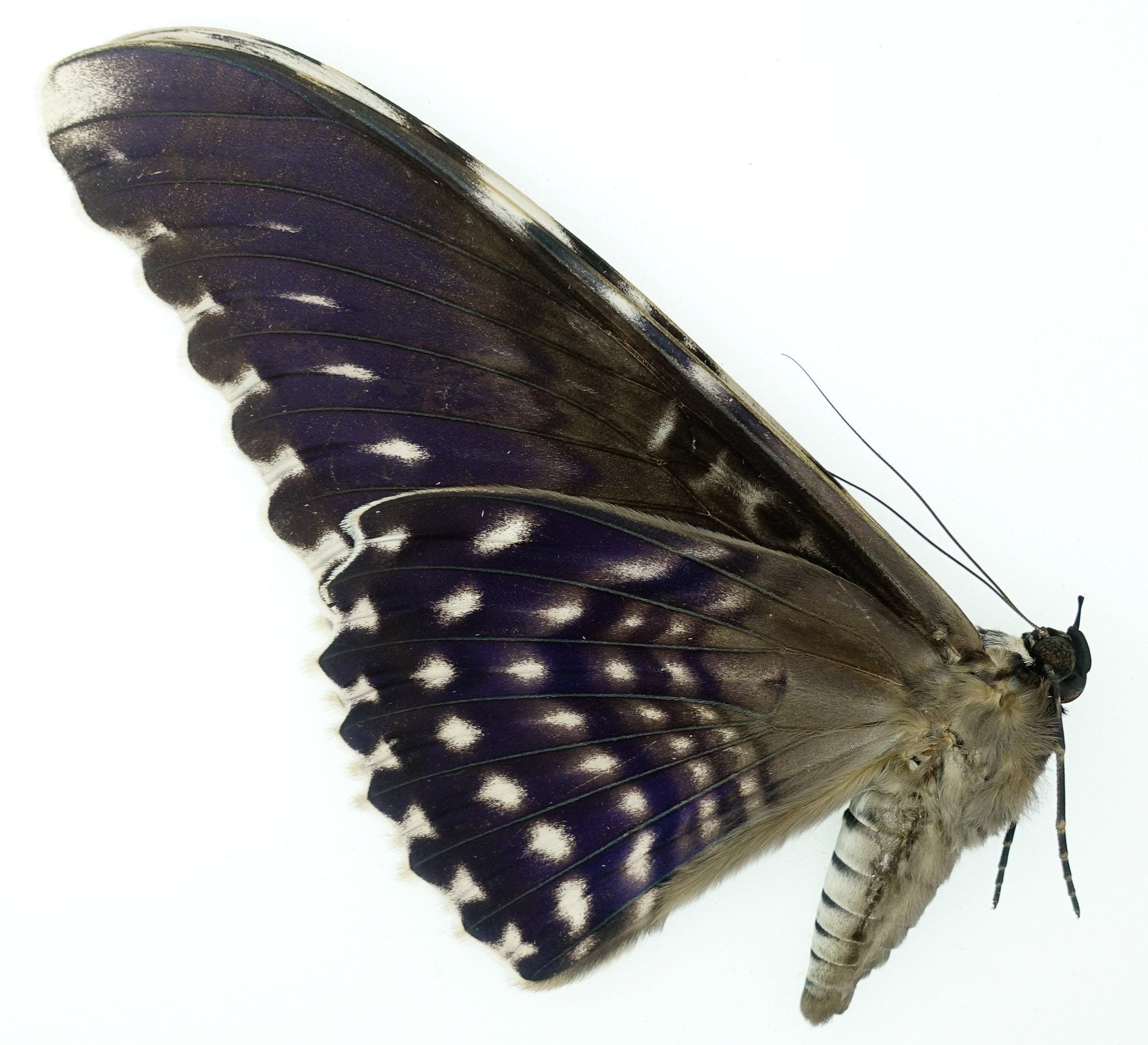 標本 Ceranchia apollina 116mm 140mm very big Ghostly Silkmoth Male