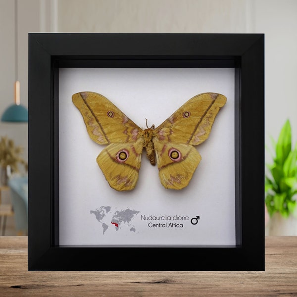 Nudaurelia dione, Giant Emperor moth, royal African silk moth, yellow moth, taxidermy moth, bug collection, nature art, entomology gift