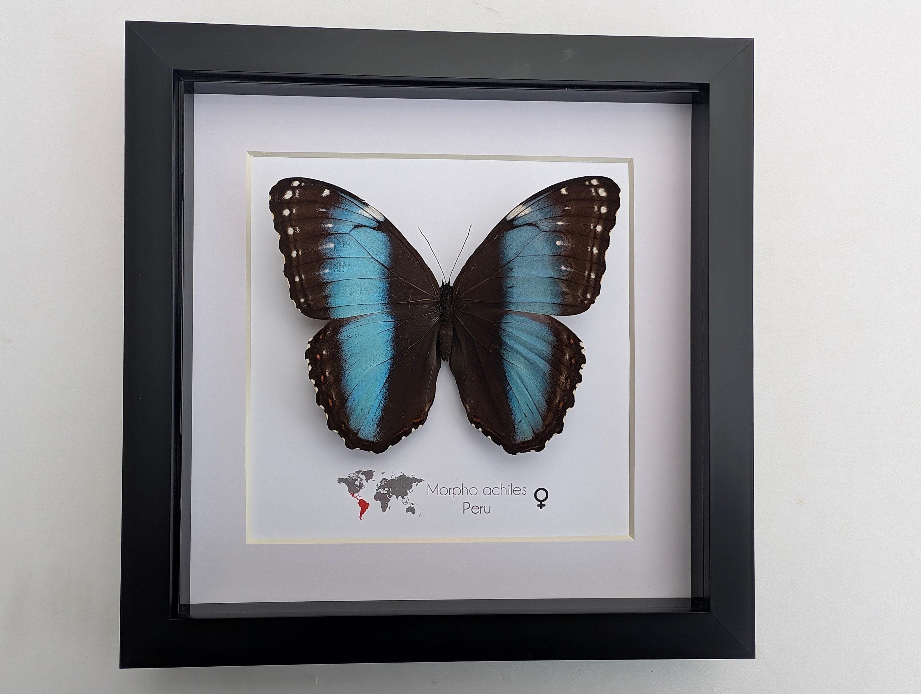Framed Achilles Morpho Butterfly: Blue-banded Female, Peru (8x8