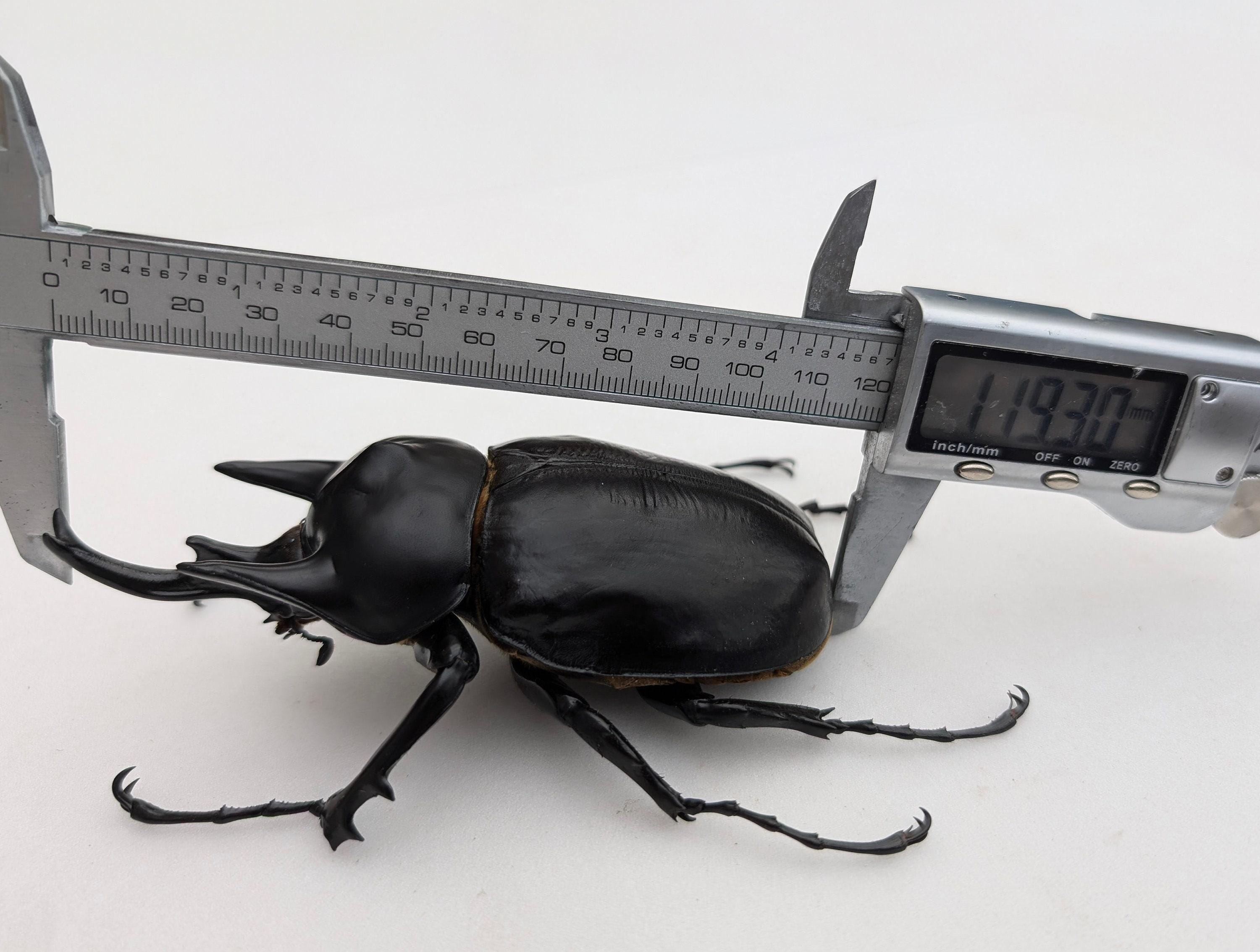 Megasoma Rex, Giant Rhino Beetle, Papered Entomology Specimen