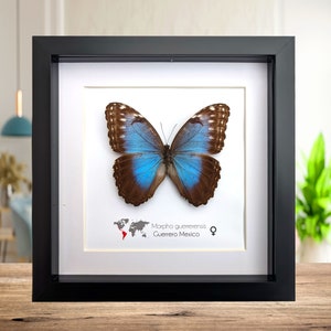 Morpho helenor guerrerensis female, Helenor blue morpho or common blue morpho, large blue iridescent butterfly from Mexico, frame 8" x 8"