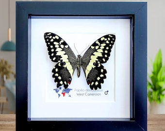 Ingelijste citrusvlindervlinder - papilio demodocus - entomologie muurkunst