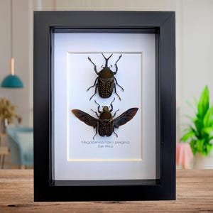 Inramat gaffelhornat blombaggepar: grön kamerunbaggeutställning (8x10)