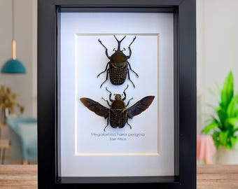 3 A-1 Caelorrhina Kolbei 40mm Males Flower Green Beetle, Real