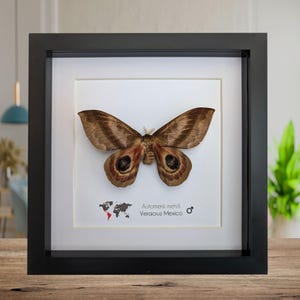 Framed Automeris Metzli Moth, Eyed Wings, Taxidermy Entomology Display