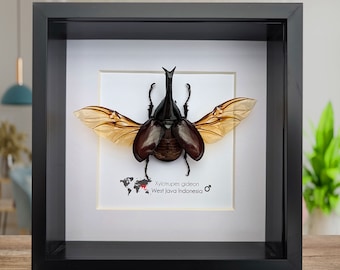 Xylotrupes Gideon, der braune Nashornkäfer, Käfer Präparator, Breitflügelkäfer aus Indonesien, gerahmt 6&quot; X 6&quot;