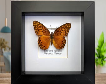 Ingelijste exemplaar van de parelmoervlinder: entomologiekunst aan de muur
