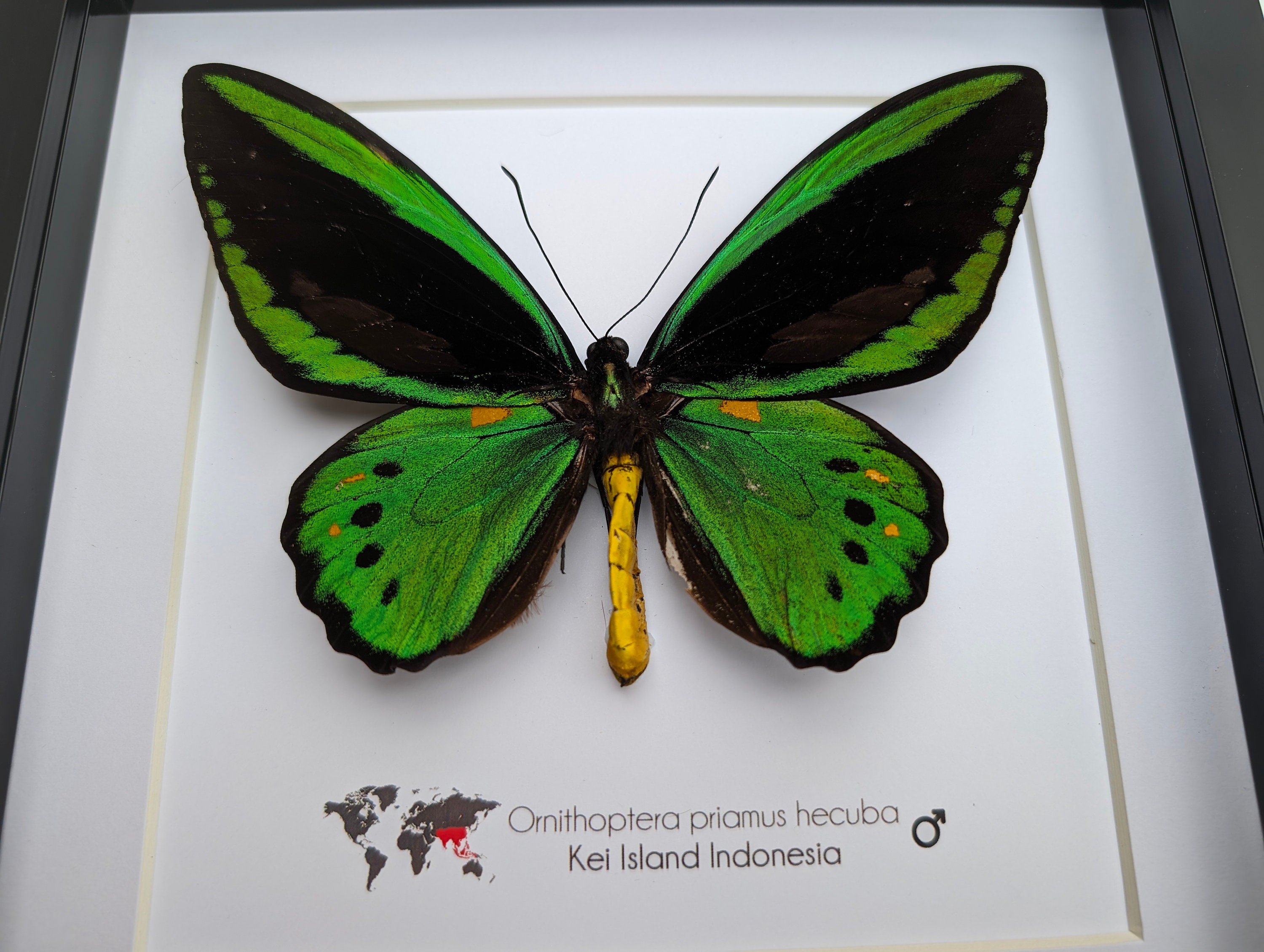 Ornithoptera Priamus Hecuba, Common Green Birdwing, Cape