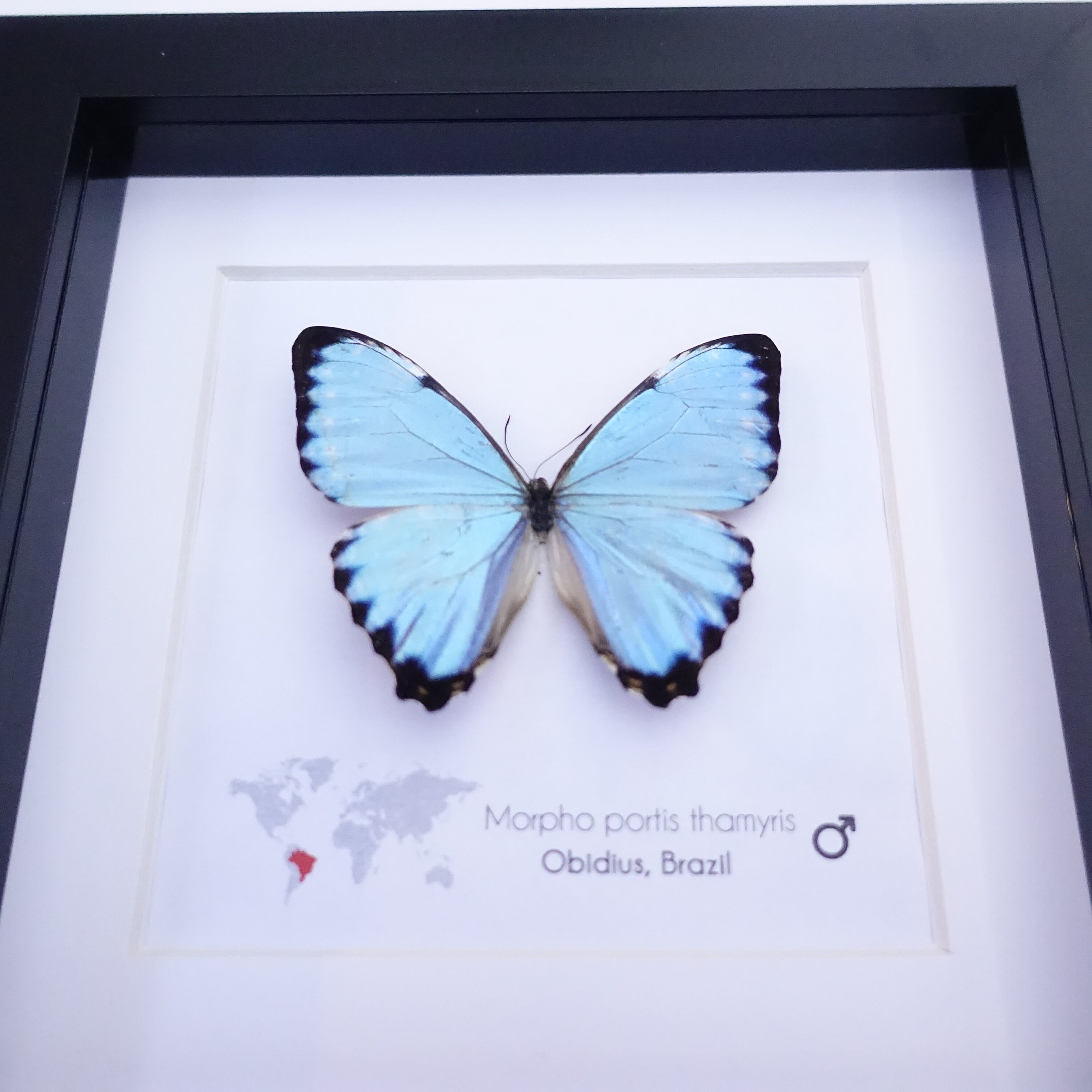 Morpho Portis, Opalescent Blue Morpho, Iridescent Butterfly