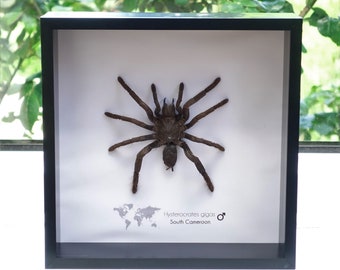 Hysterocrates gigas, Cameroon Red Baboon Spider, giant tarantula from Cameroon, frame 8" x 8"