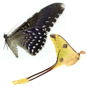 Comet Moth & White Witch Moth Papered Specimens | Large Sizes