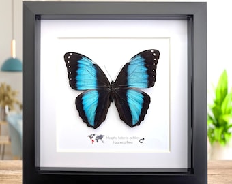Gerahmter Achilles Morpho Schmetterling, blau gebändertes Insekt, ethisch bezogen