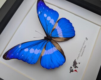 額入りレテノールブルーモルフォ蝶ディスプレイ（8インチ×8インチ