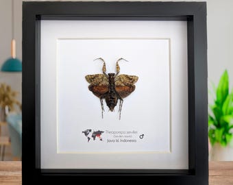 カマキリの大型メス標本のみ。 - Etsy 日本