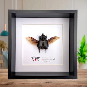 Oryctes pyrrhus, escarabajo rinoceronte de Madagascar, escarabajo africano de gran tamaño, arte natural, regalo de entomología, caja de sombras de 20 x 20 cm