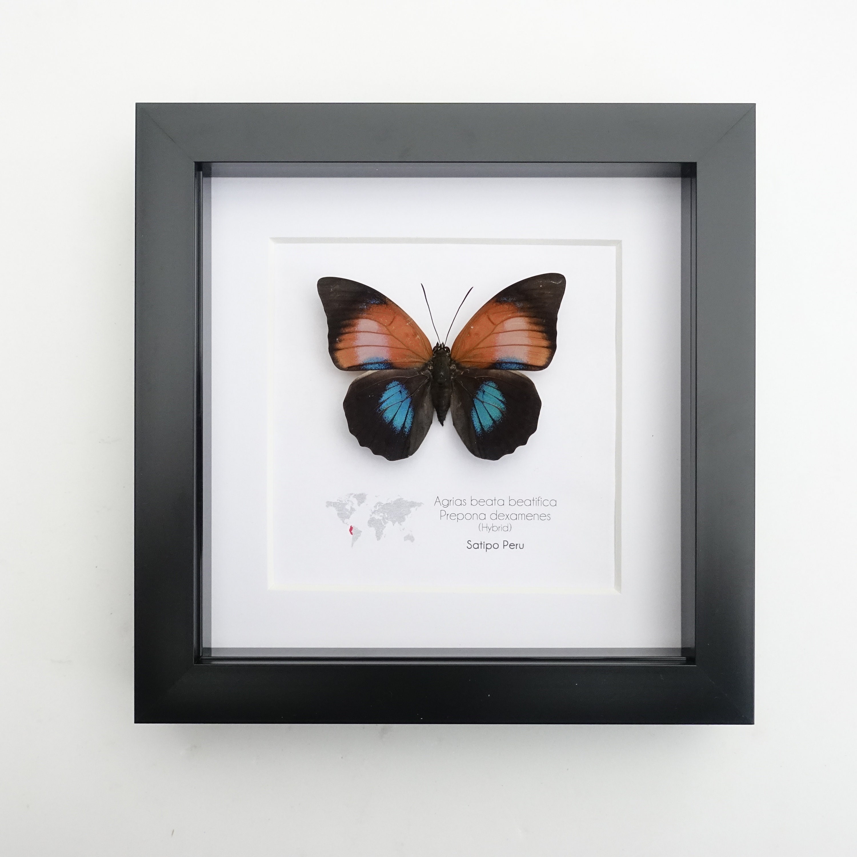 ハイブリッド】アグリアス×プレポナ（メス、ペルー産） ハイブリッド