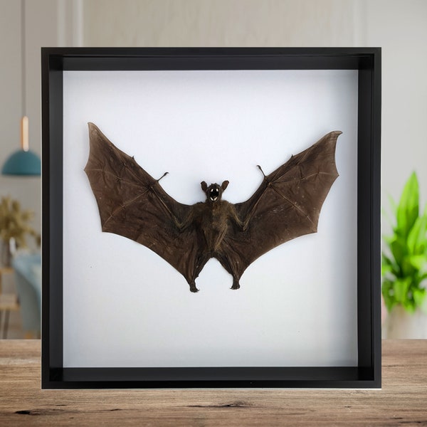 Cynopterus bratchyoris, short-nosed fruit bat, wall decor, ethically sourced, science collection, taxidermy bat, nature art, Halloween decor